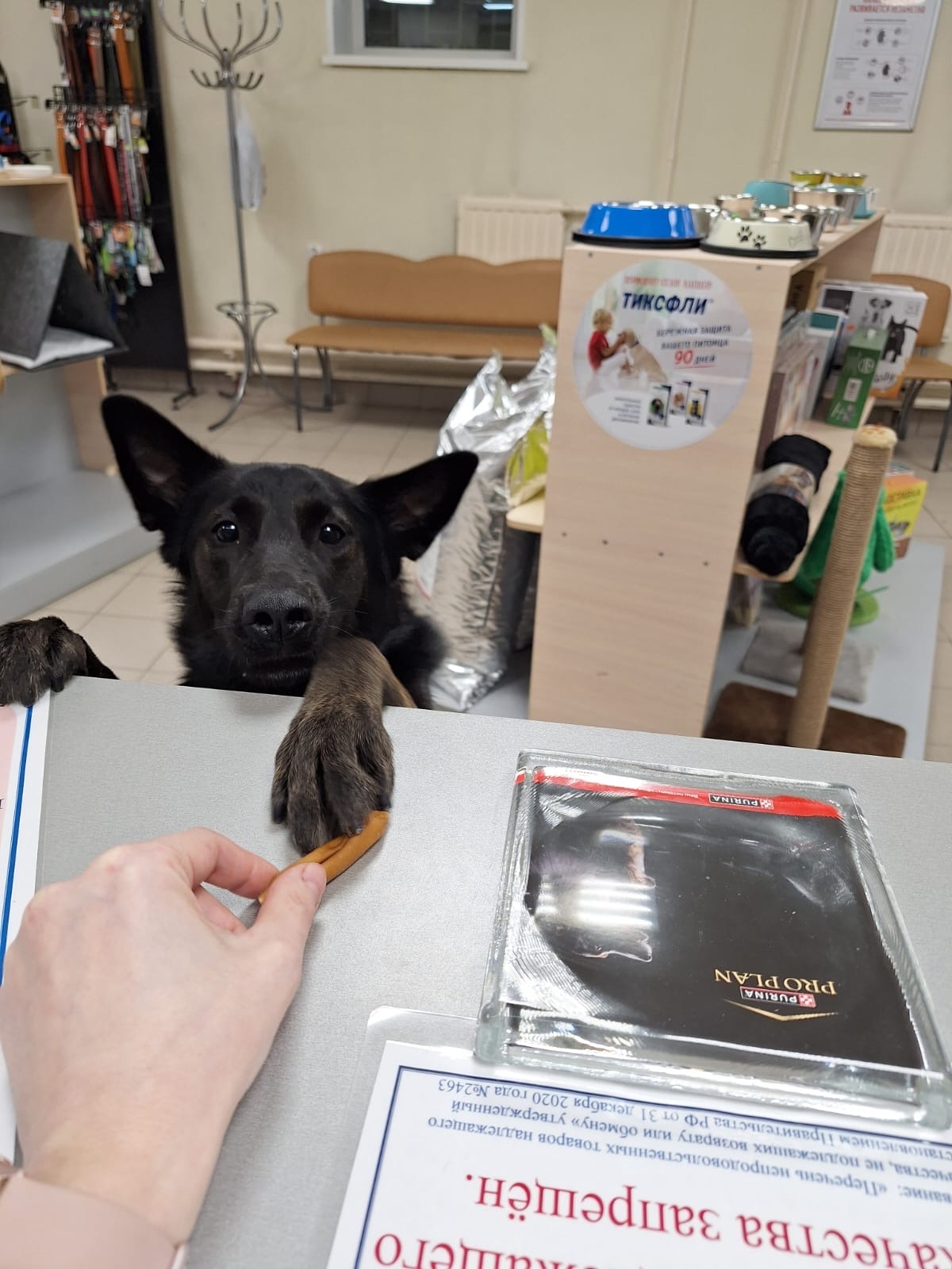 Умница-красавица самостоятельно пришла за вкусняшками в ветцентр Петрозаводска