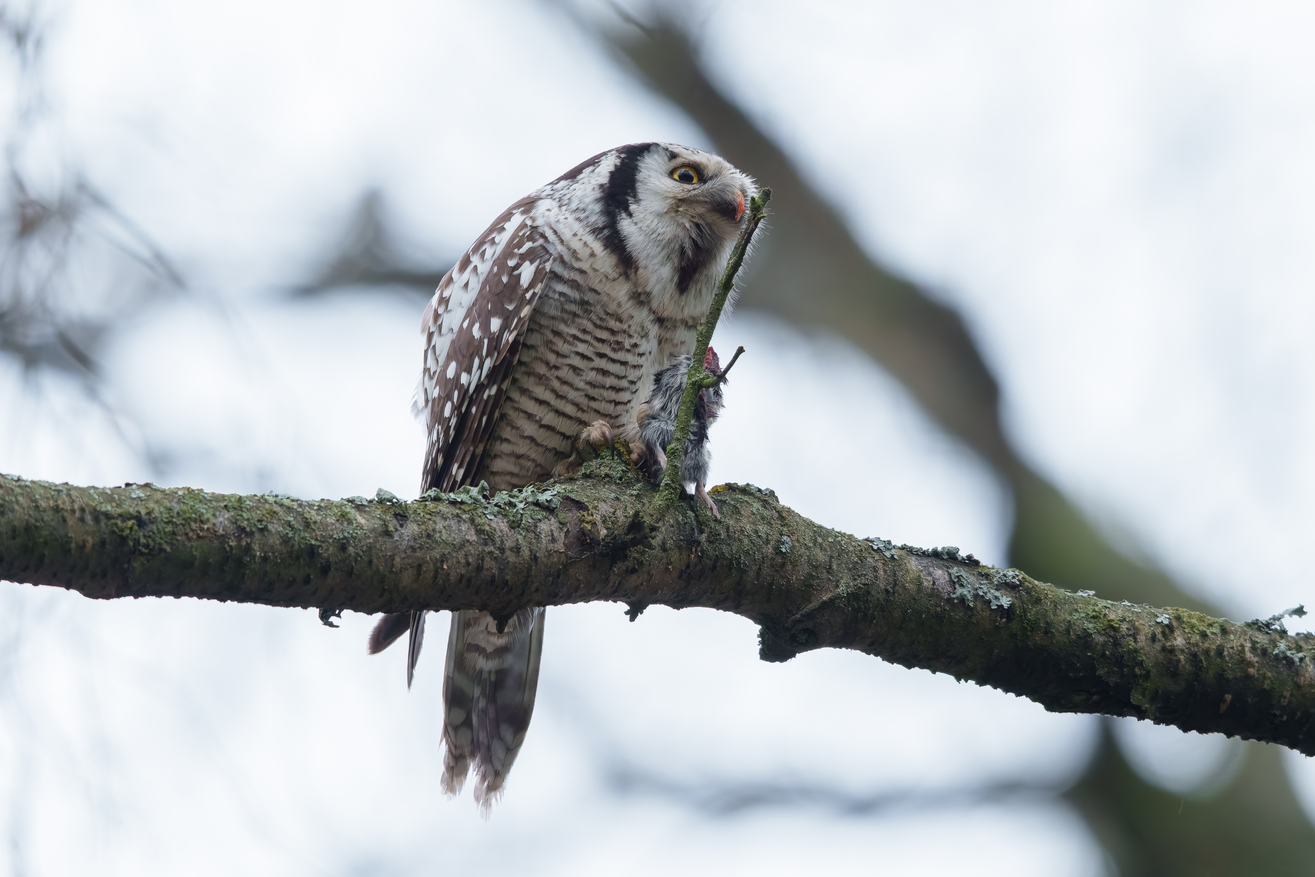 Редкую ястребиную сову заметили на Елагином острове в Санкт-Петербурге