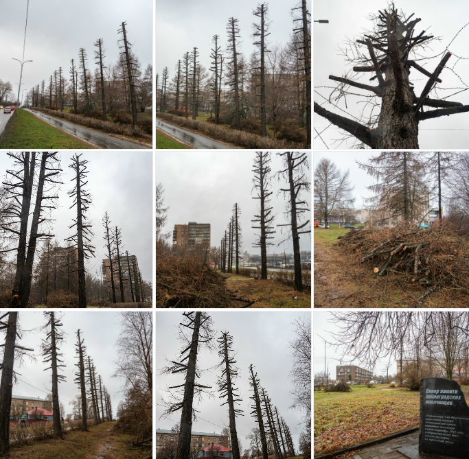 Одну из самых красивых аллей в Петрозаводске превратили «в уродливые обрубки»