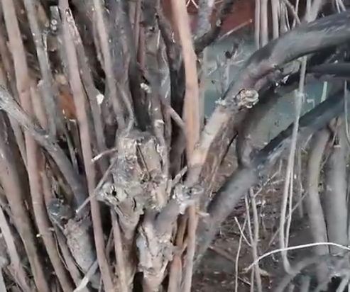 «Сидит и кушает булочку» : параллельные жизни обнаружила во дворе жительница Петрозаводска