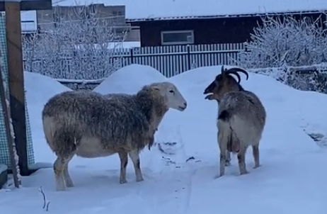Козел и овца сбежали от хозяев в отдаленном районе Петрозаводска