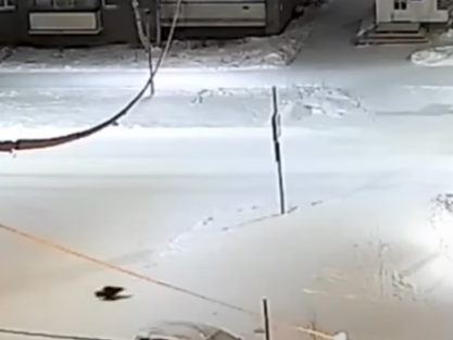 Росомаха бегала в городе среди жилых домов