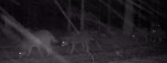 Глаза светились в темноте: стая волков вышла за добычей в лесу