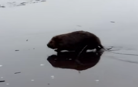 Бобр грациозно прошел по льду в лесном заповеднике