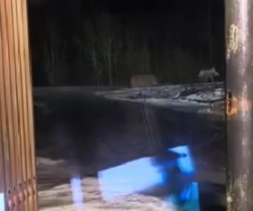Волки нагрянули в поселок рядом с Петрозаводском