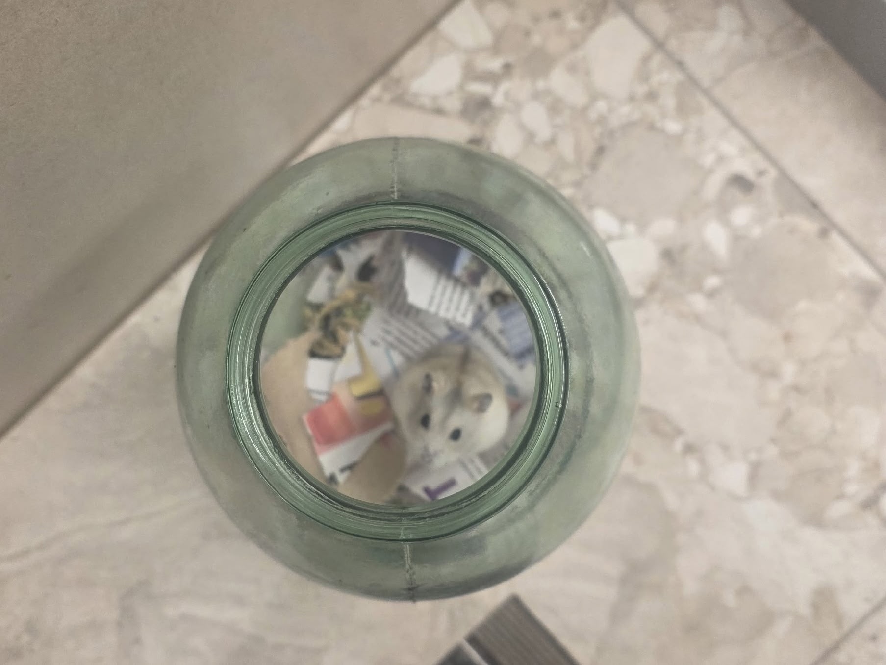 Хозяйка выкинула хомячка погибать в Петрозаводске