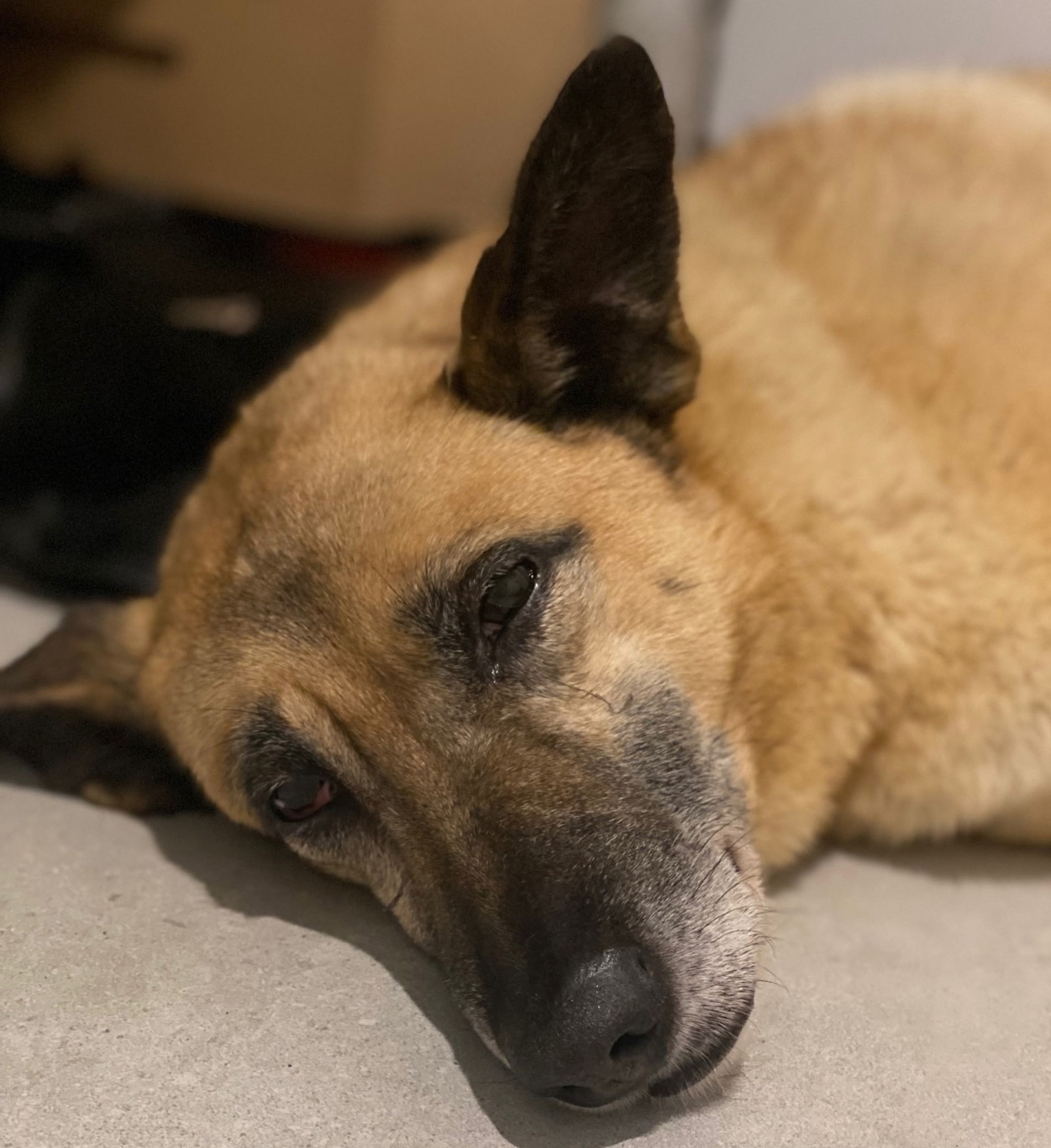 В Северном порту Петрозаводска подобрали потерявшуюся собаку