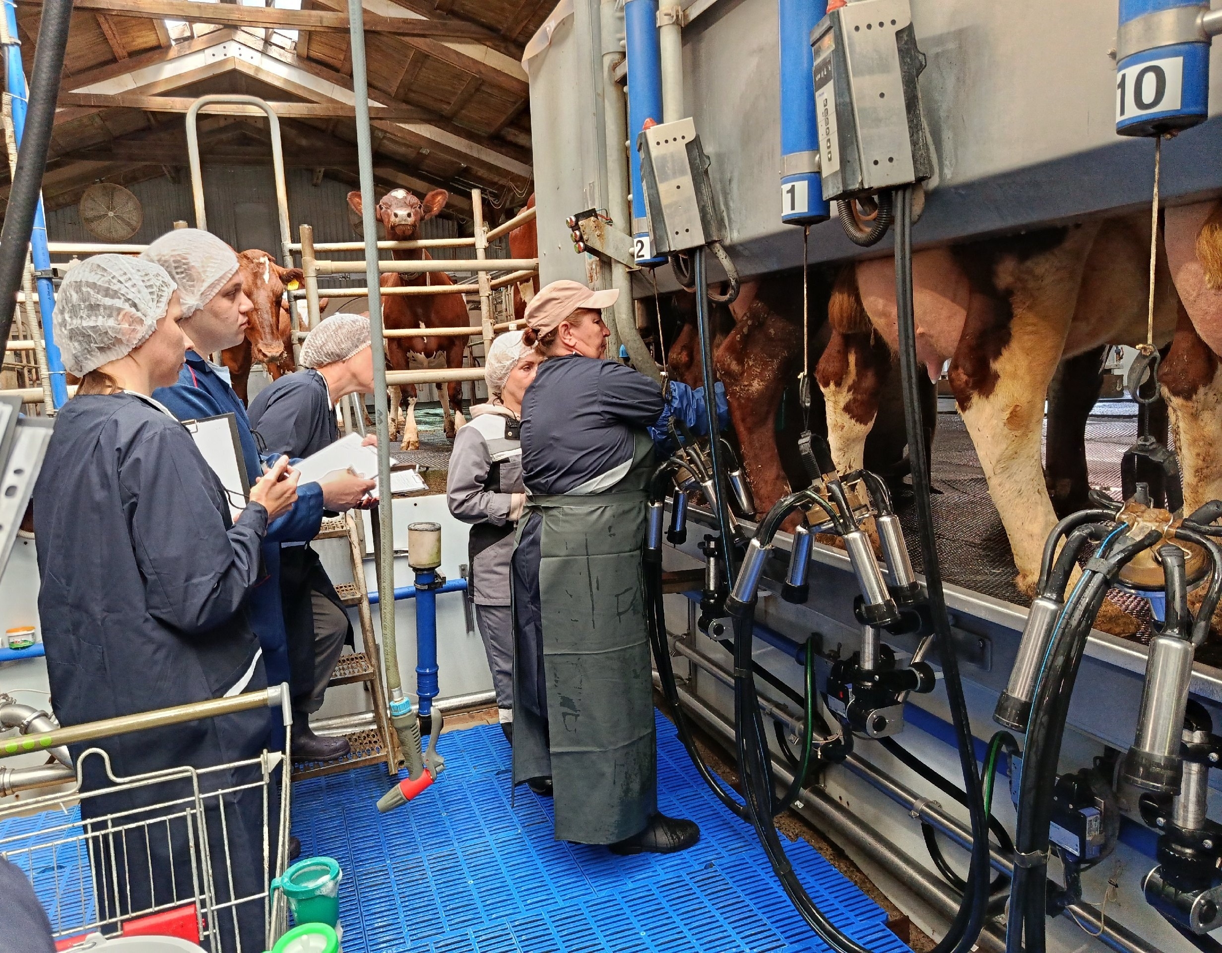 Производство молока в Карелии выросло на 11 процентов