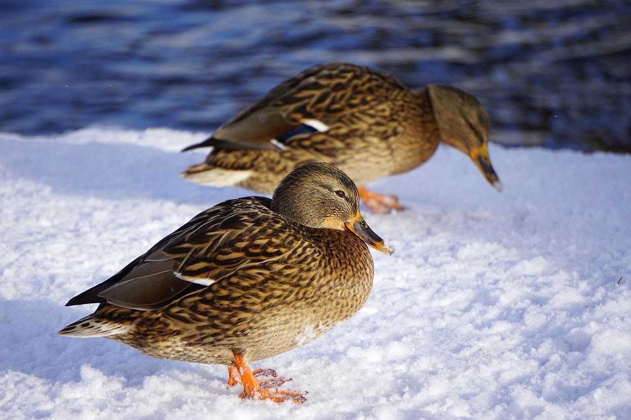 Считаем уток вместе с учеными: акция «Серая шейка» стартует в Карелии