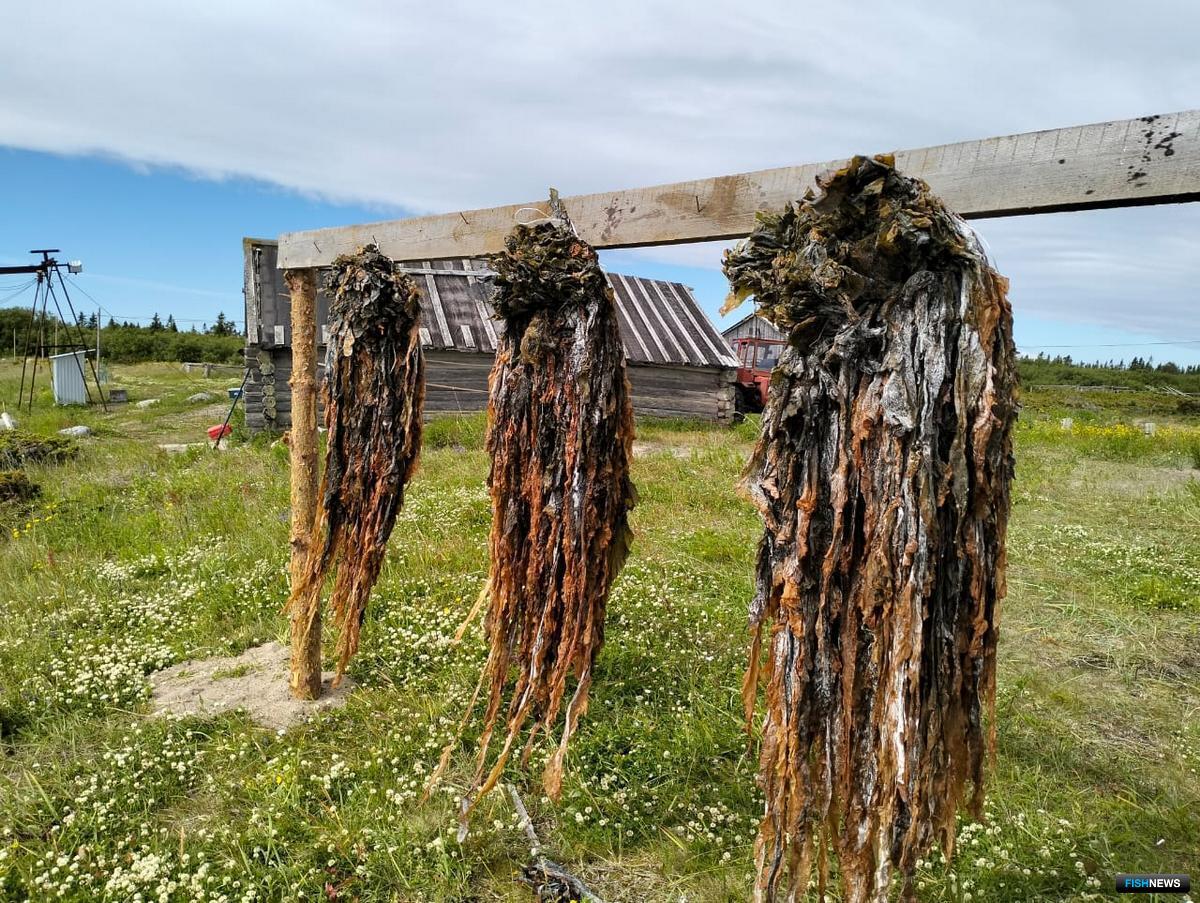 Добыча водорослей в Белом море выросла почти в полтора раза