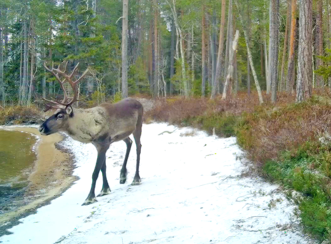 В Карелии изучают жизнь северных оленей