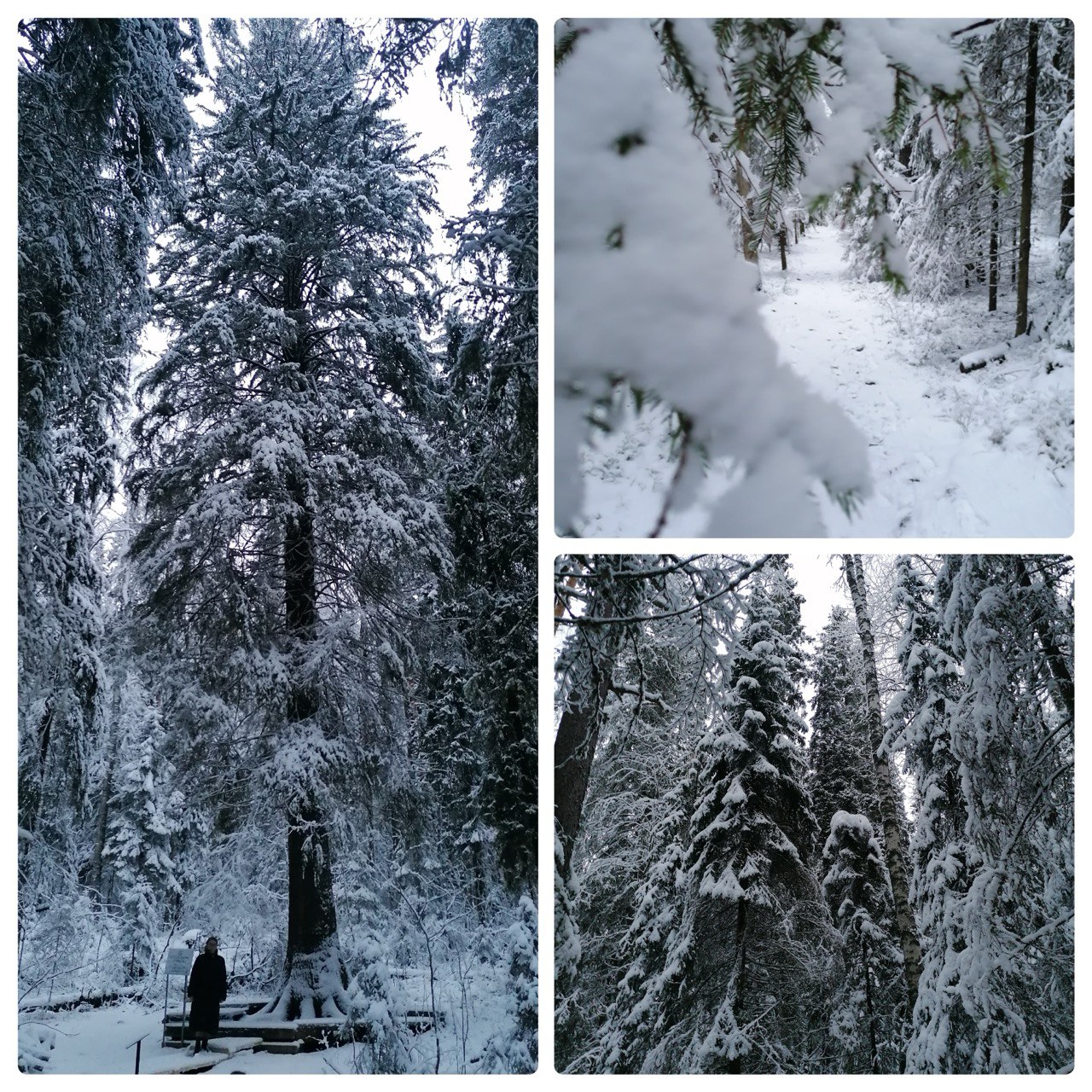 Жителей и гостей Карелии пригласили прогуляться по обновленной тропе к ели Фенноскандии