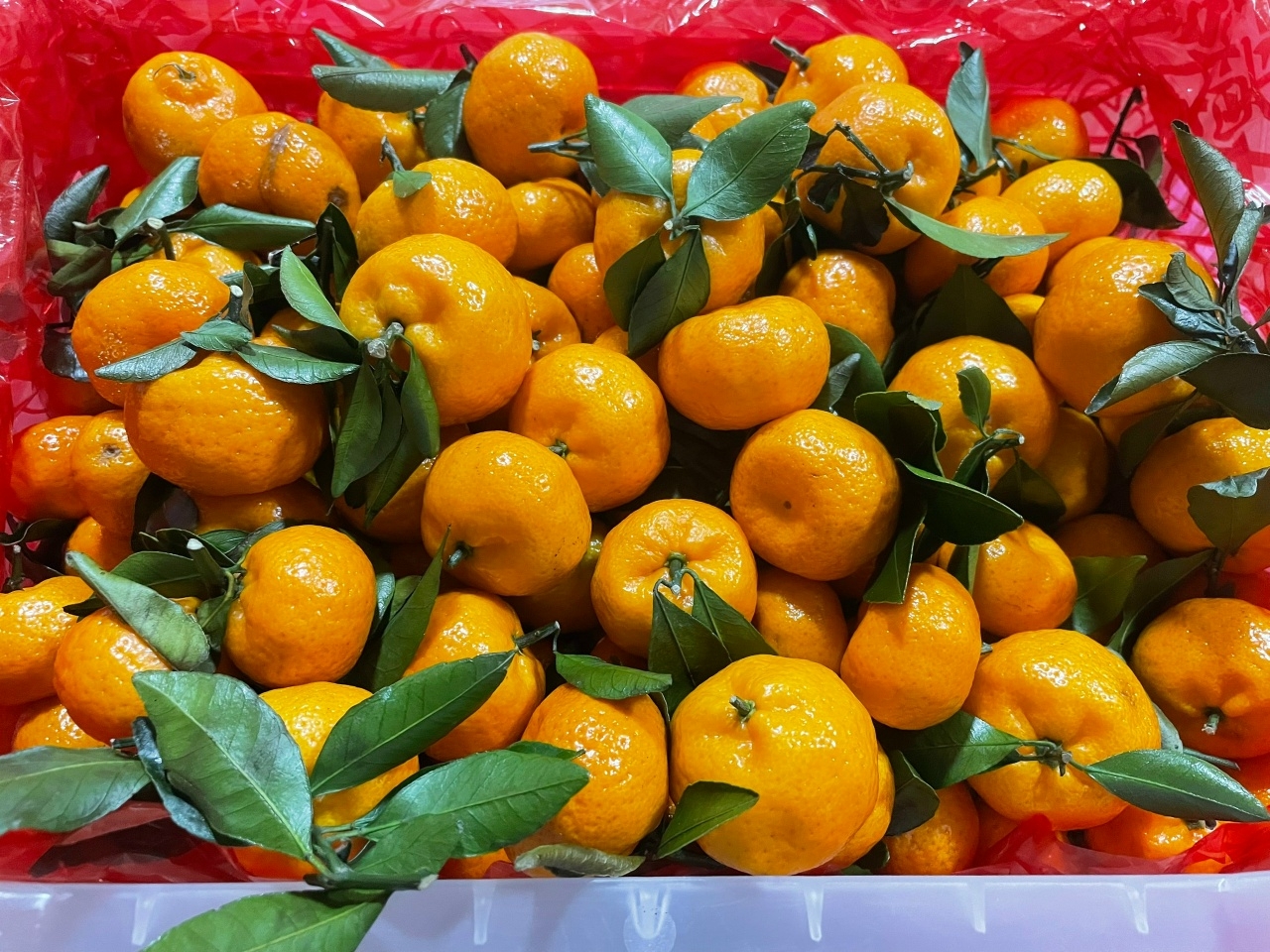 Несколько чудесных историй произошло в Карелии в канун Нового года