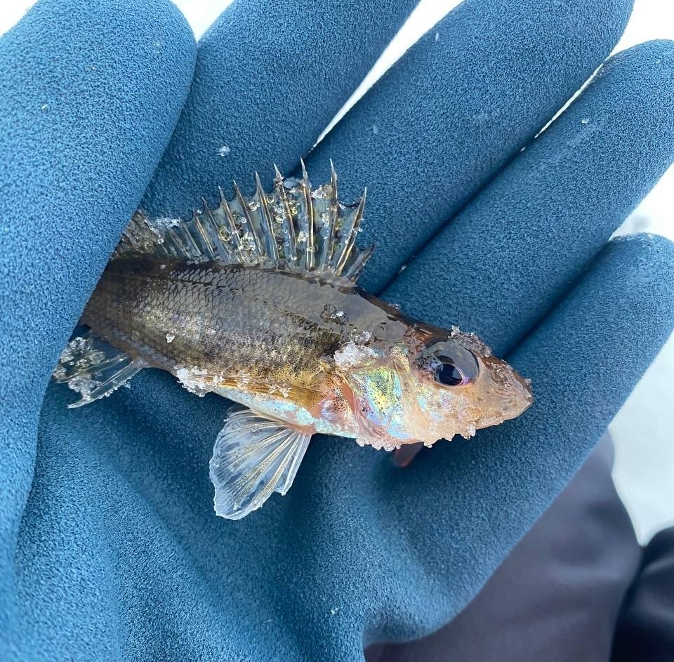 Нацпарк «Водлозерский» представил ерша как «царя всех рыб»