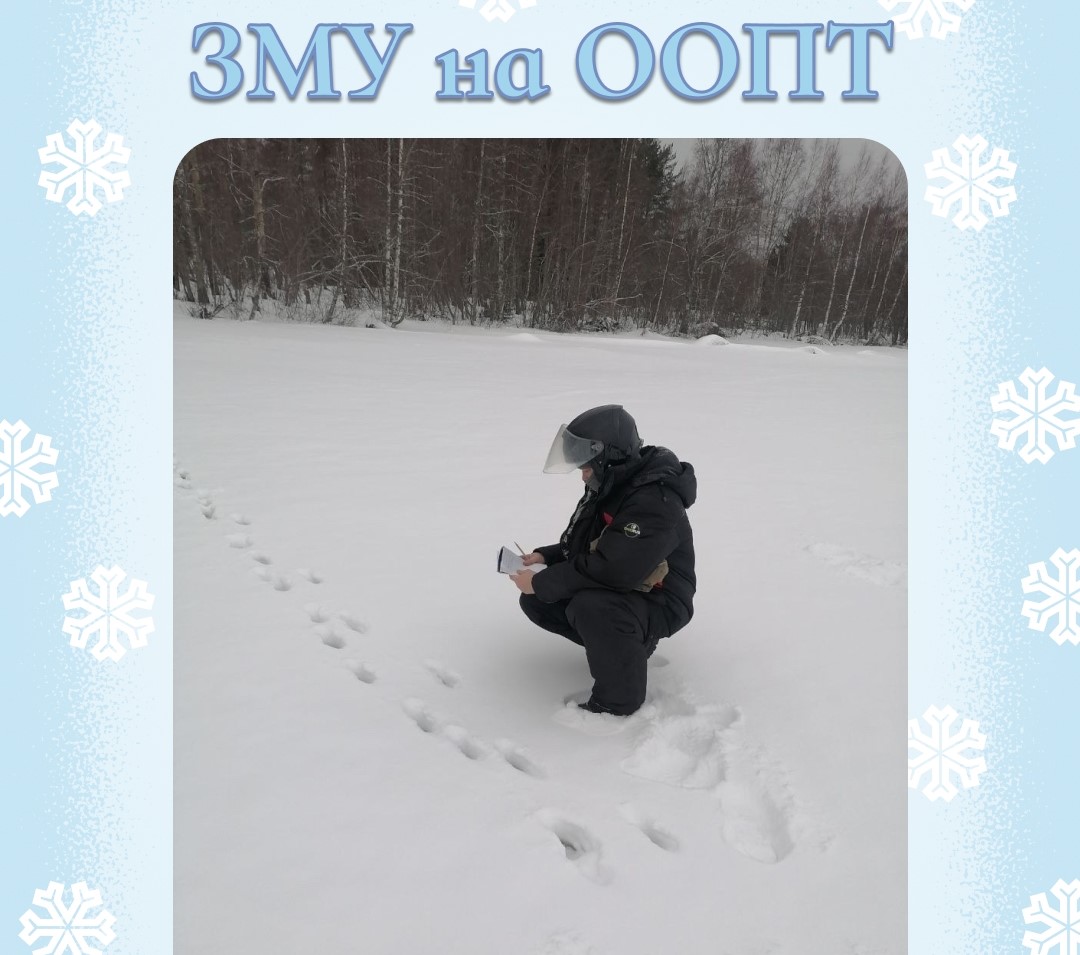 В карельских заказниках начались зимние маршрутные учеты животных