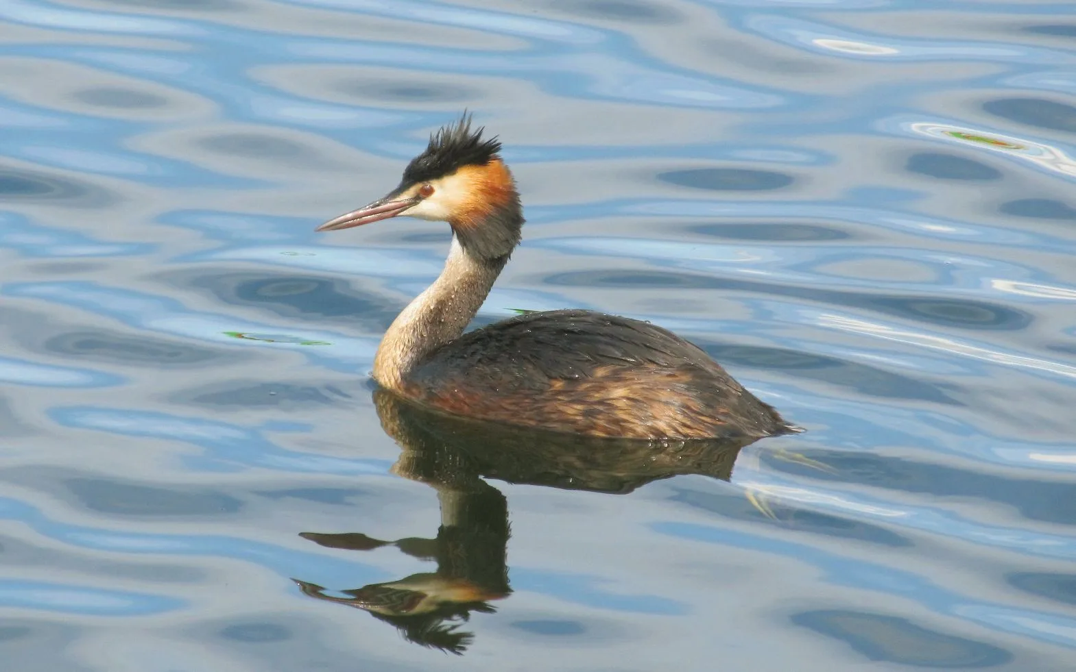 Чомга стала птицей года по версии Союза охраны птиц России