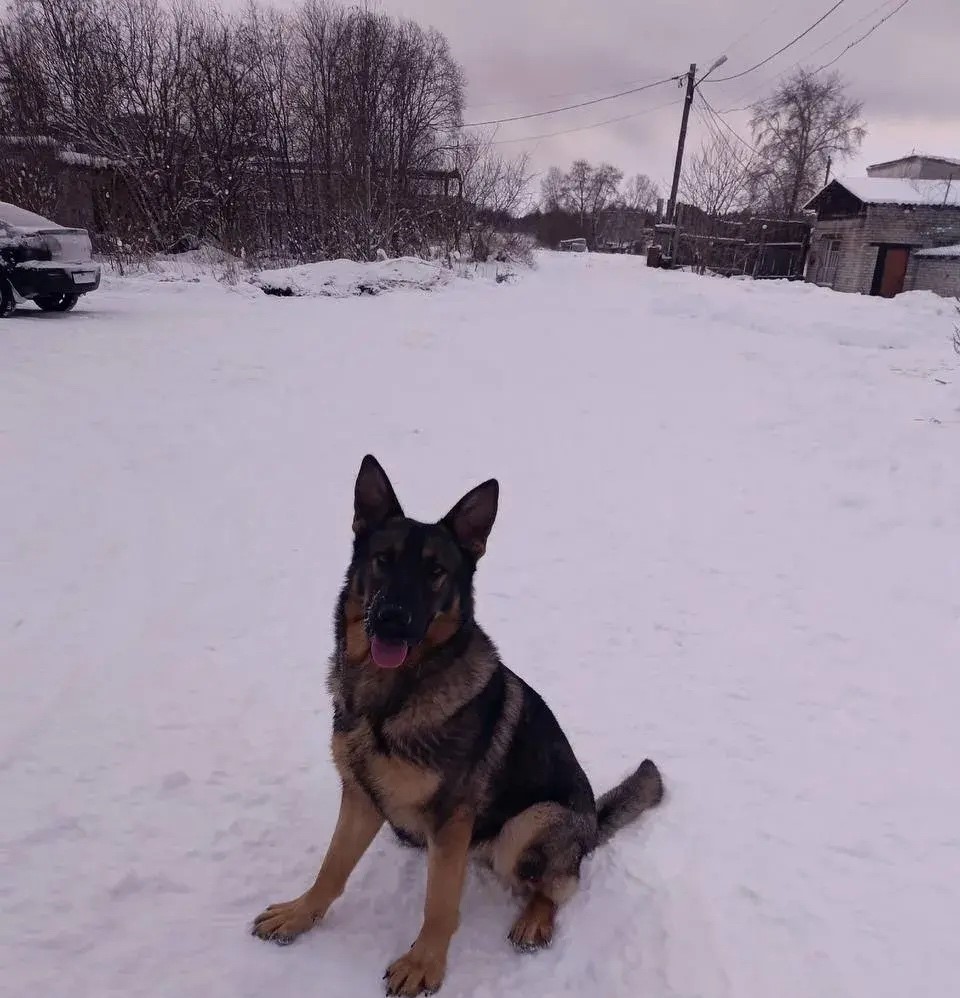 Щенки Лютый, Лекса и Лотос выросли и встали на караул