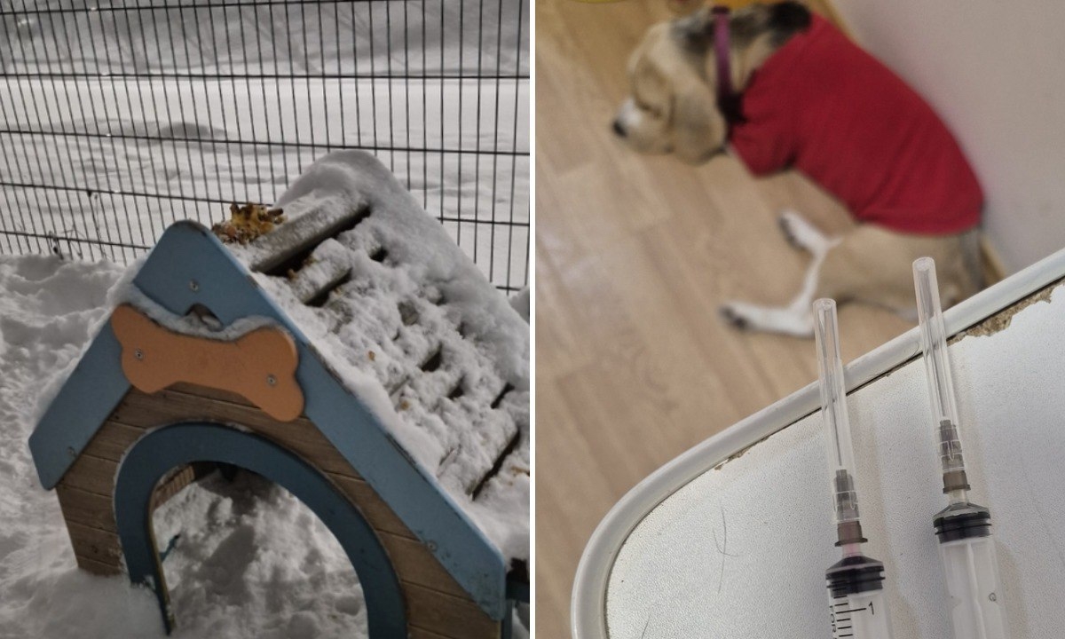 На собачьей площадке в Петрозаводске неизвестный разбросал еду