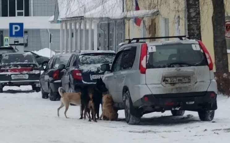 Агрессивная свора собак напала на детей в Олонце