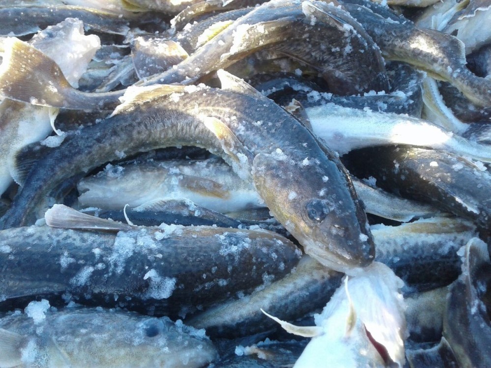 Лов стартовал с задержкой: на Белом море начался промысел наваги