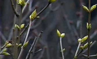 Синоптики сообщили, какие погодные аномалии произошли в Карелии