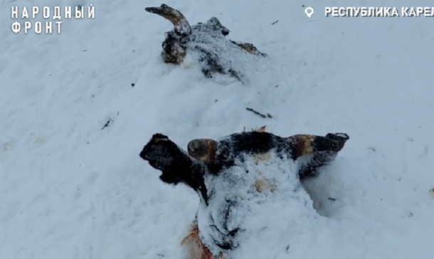 Хозяин фермы с горой останков животных в Заозерье заплатил штраф и продолжает странную деятельность