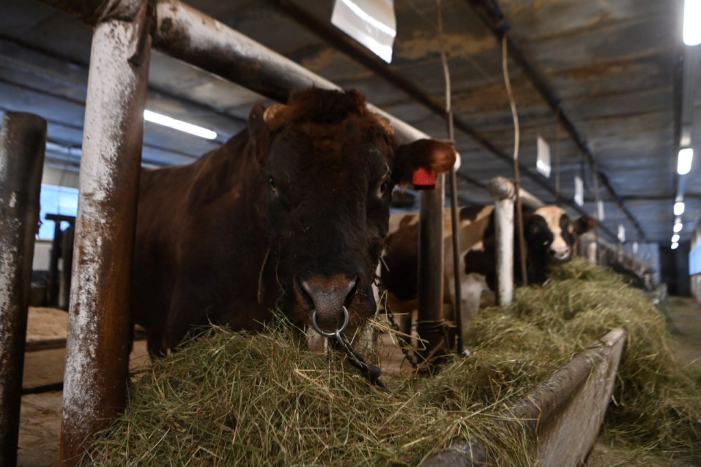 По поручению Главы Карелии завершена реконструкция карантинного помещения на племпредриятии «Карельское»