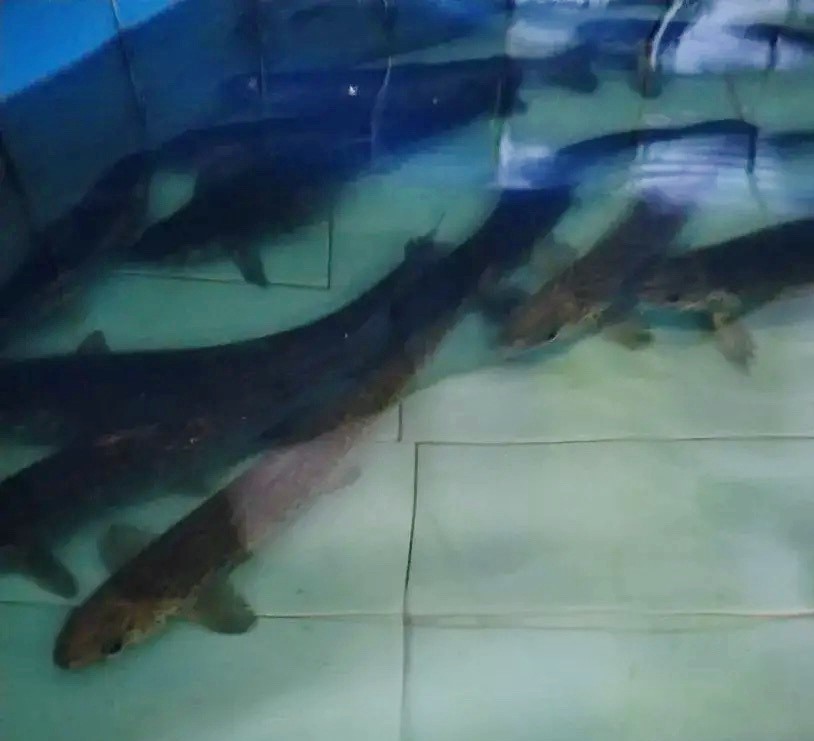 В Карелии организовали полный цикл воспроизводства лосося