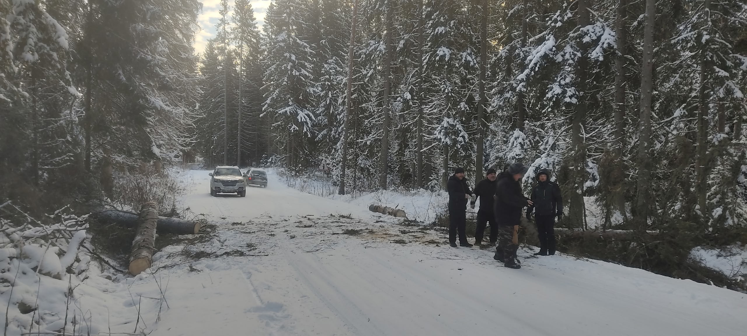 Сухостойное дерево рухнуло на проезжую часть