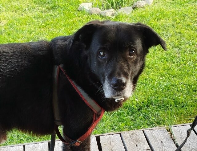 В Петрозаводске разыскивают собаку Симба, которая плохо видит и может спровоцировать ДТП