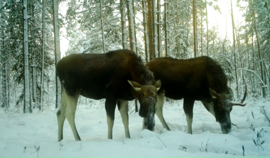 Зачем в крещенские морозы рогатые холостяки сбиваются в компании: рассказывает известный биолог