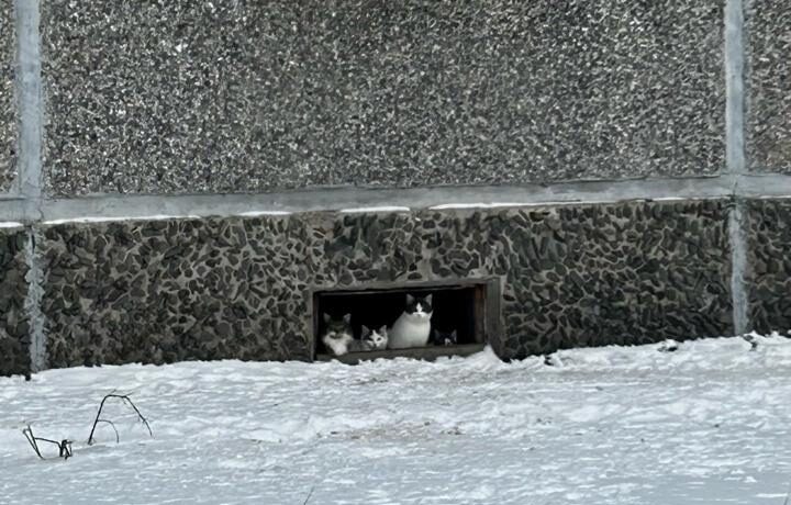 Кошачье семейство обнаружили в подвале дома в поселке Карелии