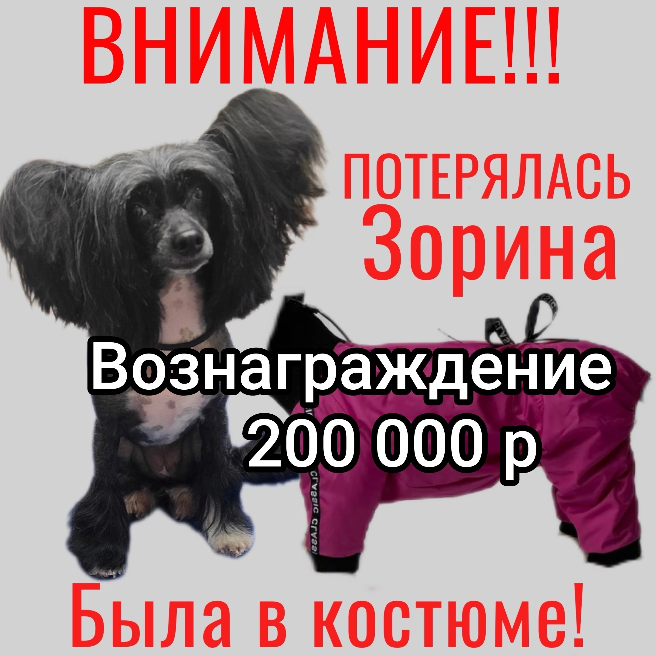 За потерявшуюся на Фонтанах собаку предлагают 200 тысяч рублей