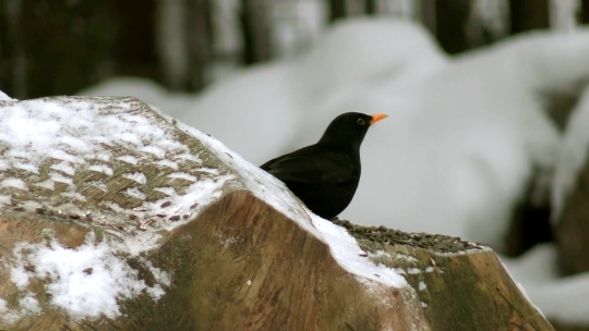 «Я тебя разлюблю и забуду»: известный поэт-шестидесятник тоже был увлечен орнитологией