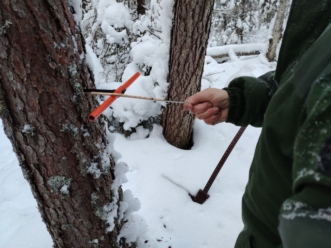 Лесники спасли от вырубки 70-летние деревья на участке в Карелии