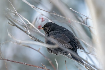 На дорогах гололедица: синоптики Карелии рассказали о погоде на четверг