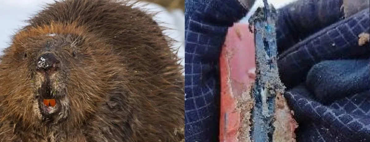 «Зубастые строители» едва не оставили 13 тысяч человек без интернета в области по соседству с Карелией