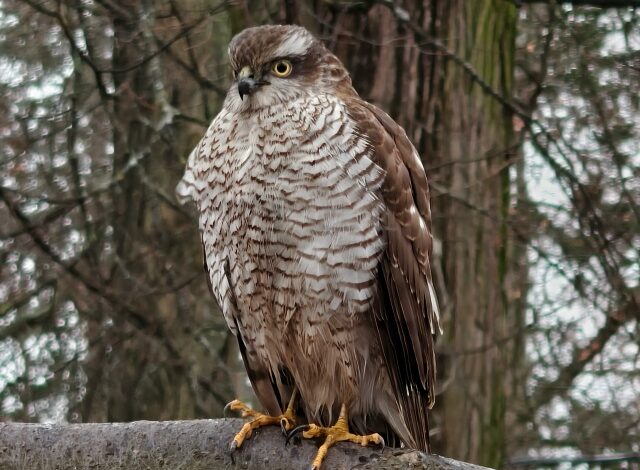 Очень «суровый товарищ» замечен в центре Санкт-Петербурга