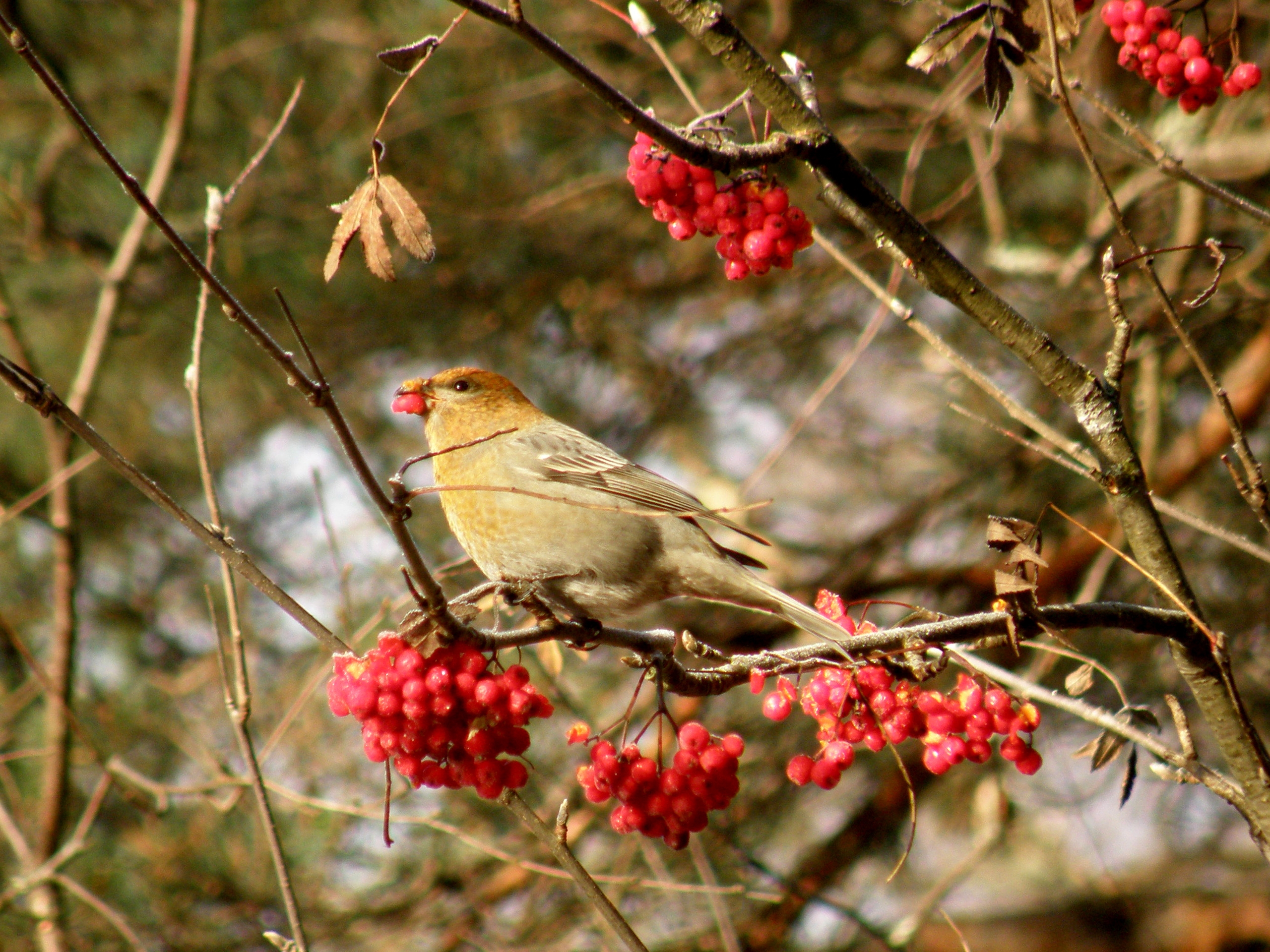 «Финские попугаи» облюбовали карельские леса