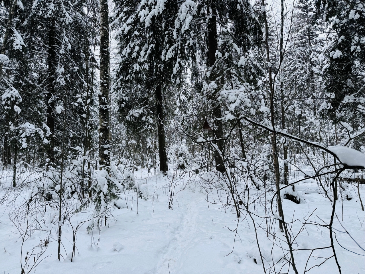 Сильные морозы ударят по Карелии