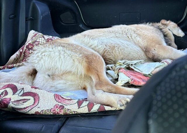 Погибающую собаку на цепи в деревне Лехнаволок спасли добрые люди