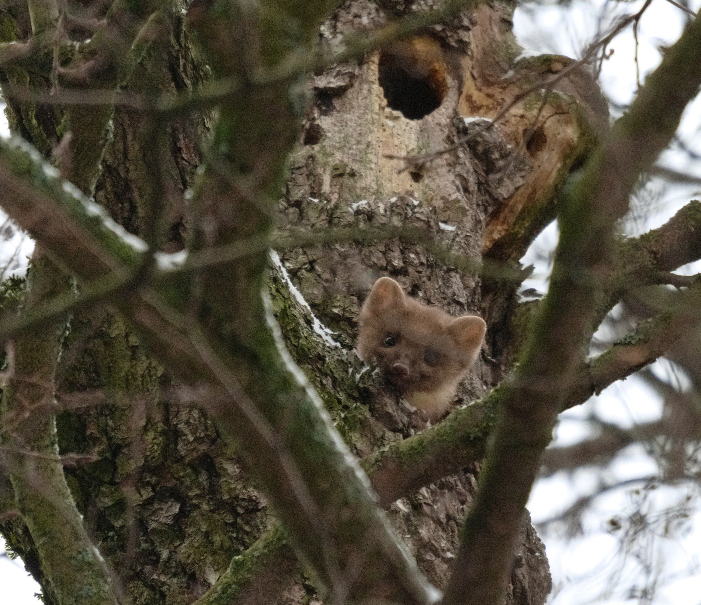 Грозу белок и мышей заметили в лесу по соседству с Карелией