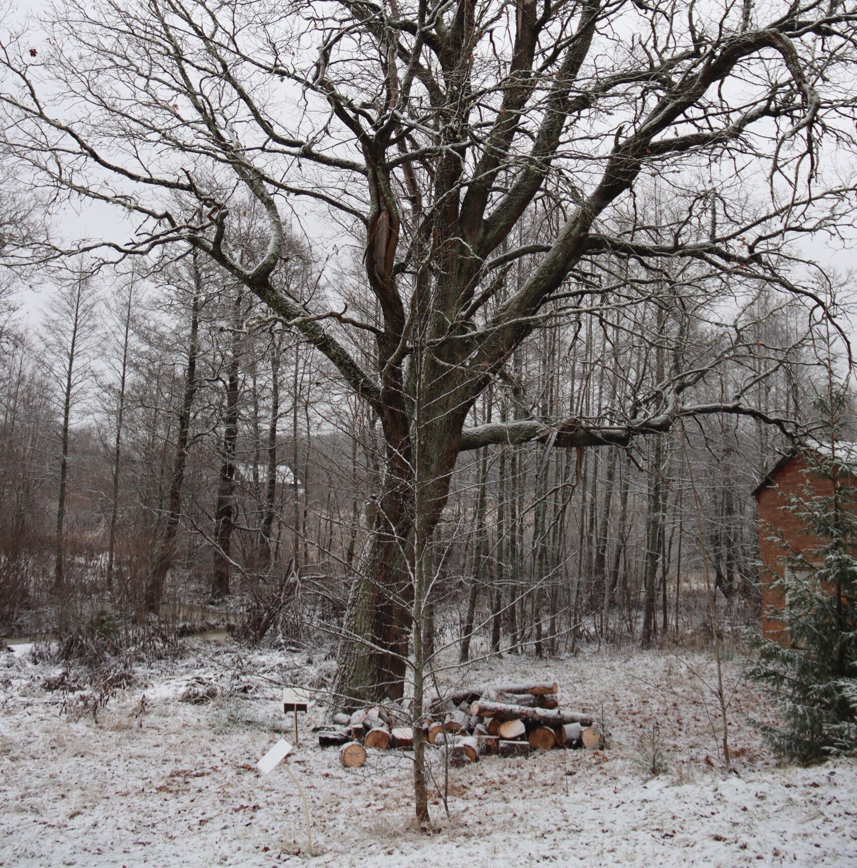 Могучий дуб стал свидетелем смены эпох в поселке Карелии