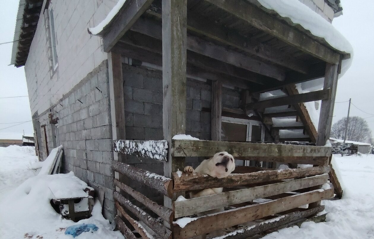 Арестовано: такое решение принял Россельхознадзор в отношении жуткой фермы в Заозерье