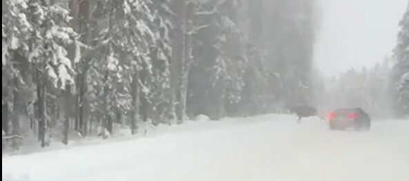 Лось выскочил прямо перед машиной в Прионежском районе Карелии