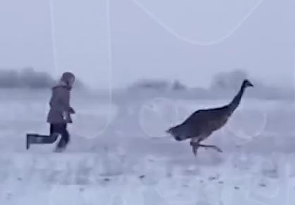 Страус сбежал из вольера по соседству с Карелией