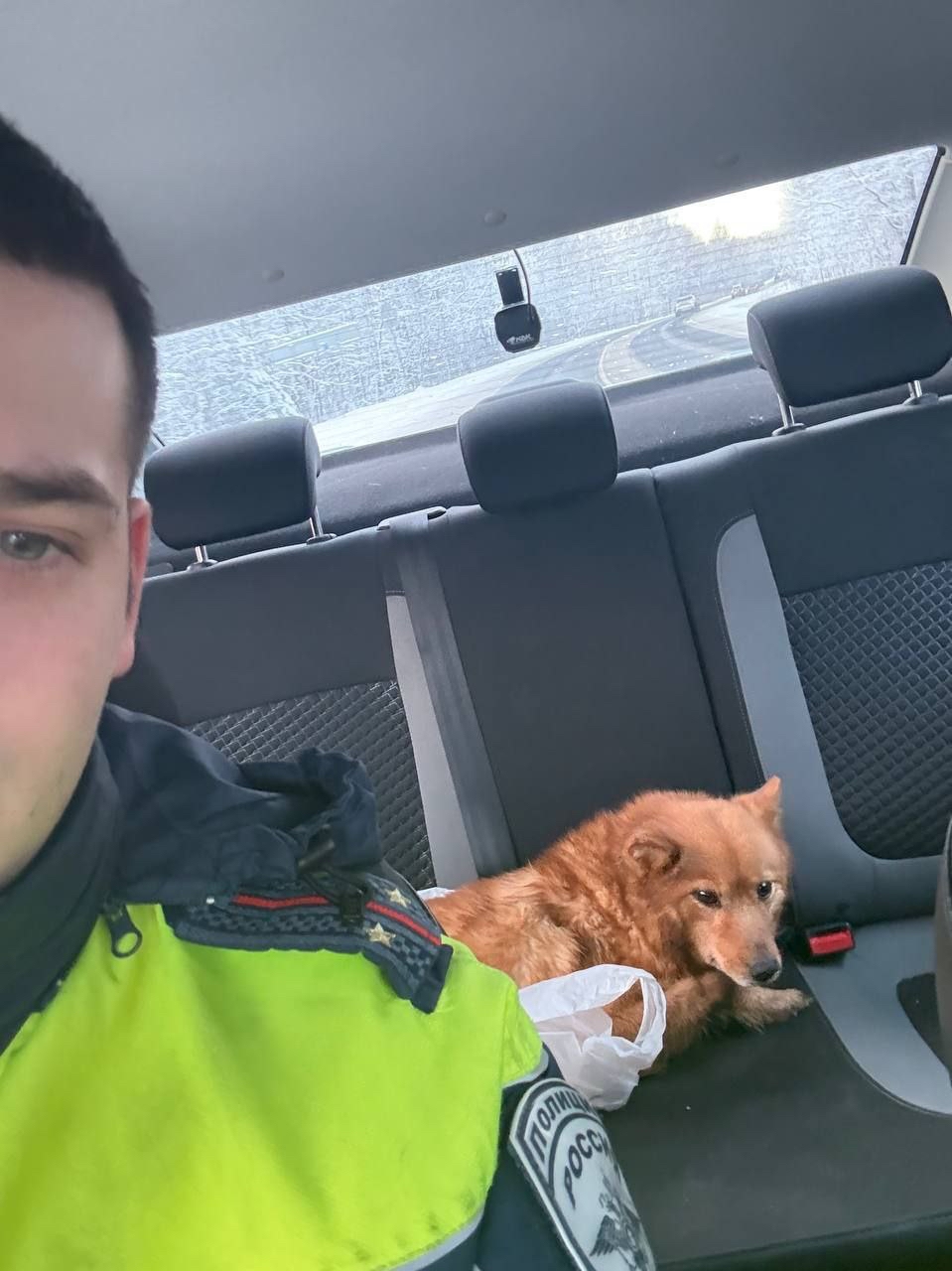 Сбитую собаку подобрал наряд ДПС на трассе в Карелии