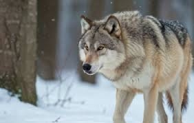 Волки опять кошмарят жителей деревни в Карелии