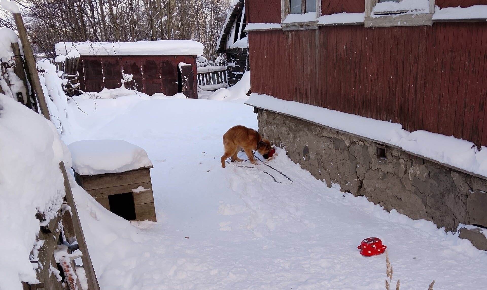 Хозяин замерзающего и голодного щенка отказался отдавать его в хорошие руки