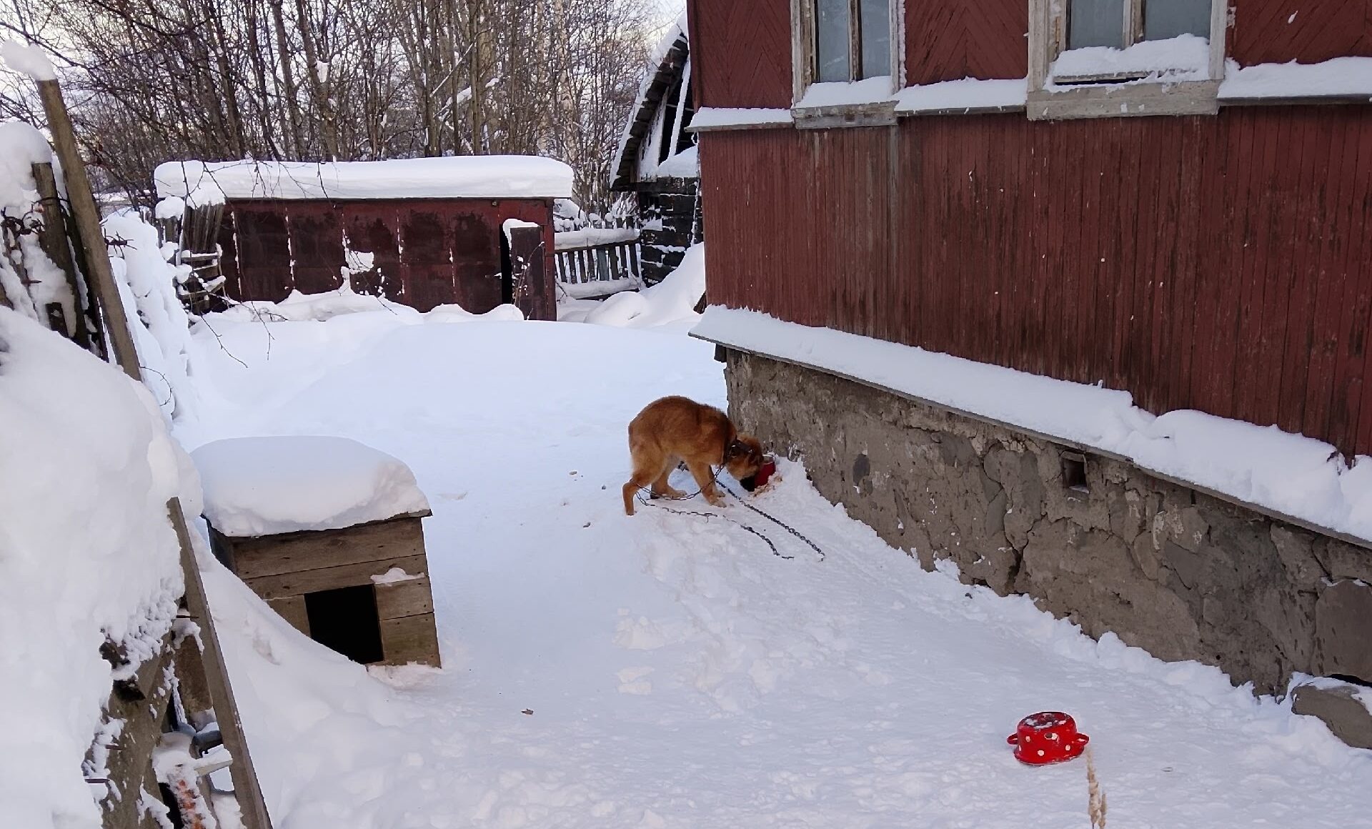 Щенок замерзает на одной из улиц в Петрозаводске
